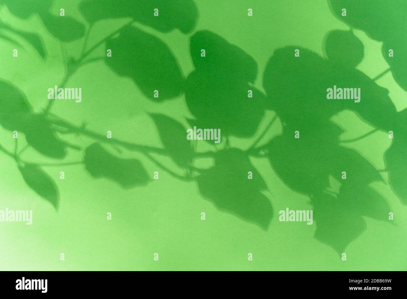 Ombra di foglie su sfondo verde Foto Stock