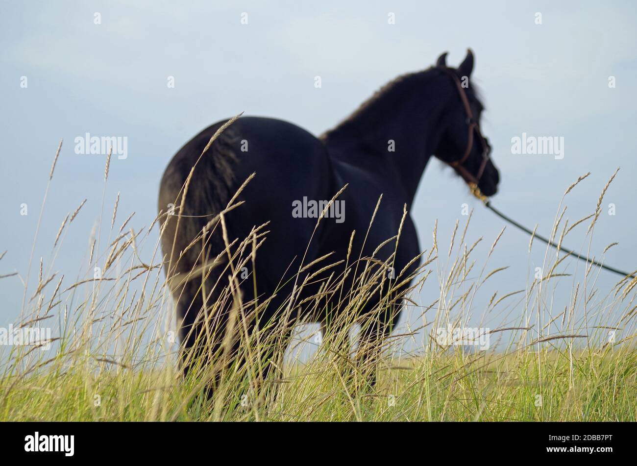 Tubo Friesian in spiaggia Foto Stock