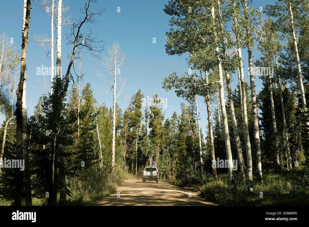 USA, Utah, Uinta National Park, Auto su strada attraverso la foresta in giornata di sole Foto Stock