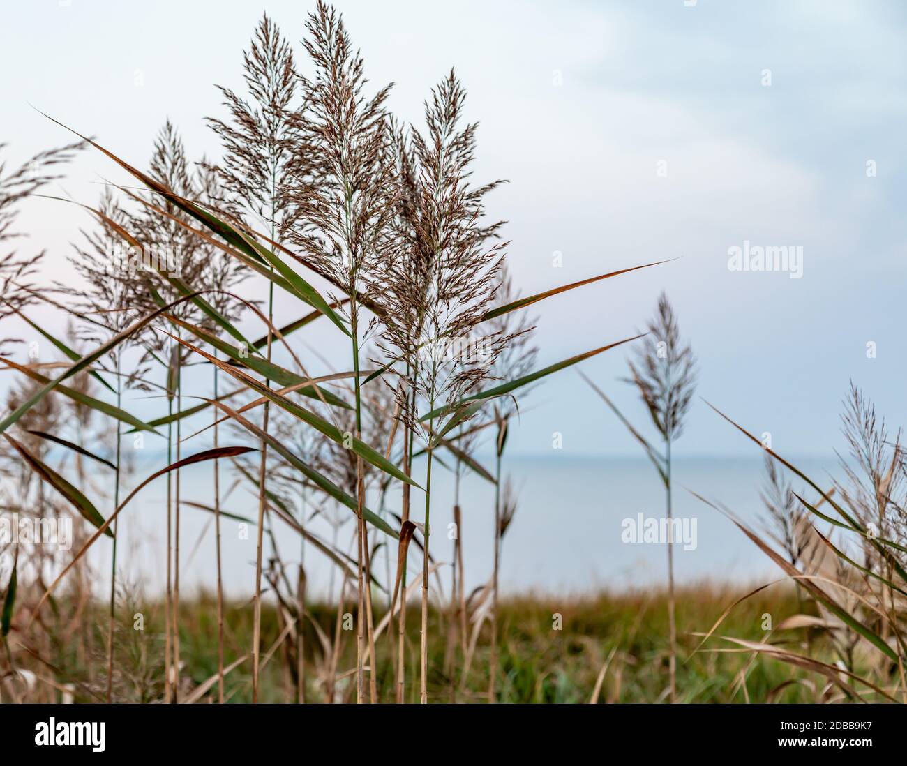 Primo piano di erba selvatica con acqua sullo sfondo Foto Stock