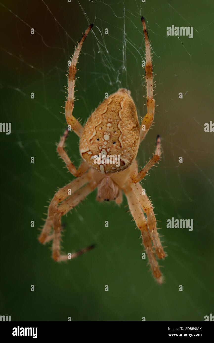 Primo piano di un ragno da giardino sul web. Foto Stock