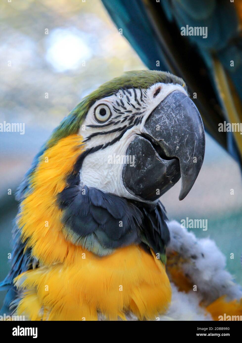 Ritratto, un primo piano di un macaw nel molt. Foto Stock