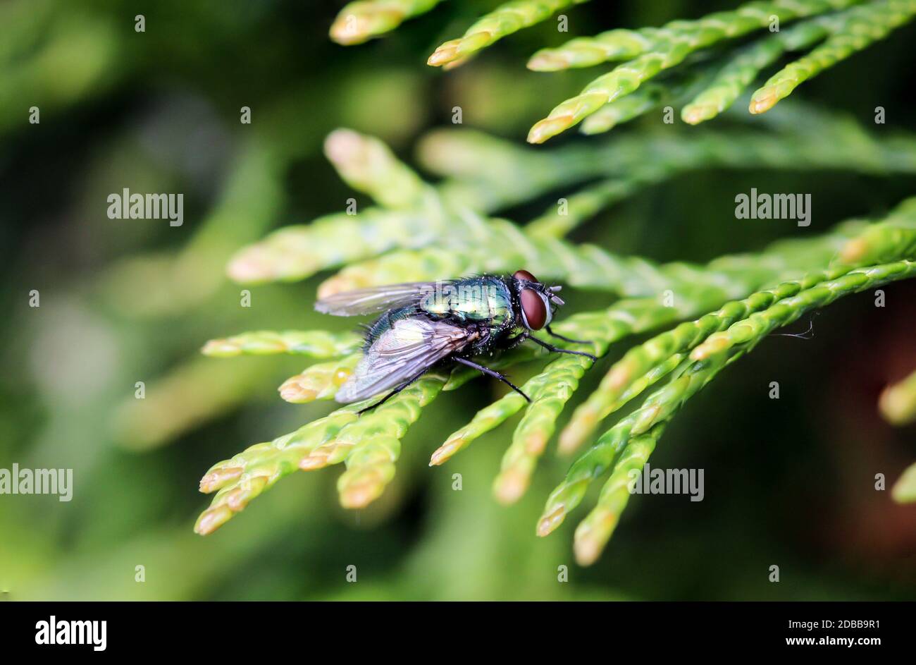 Primo piano di una mosca su una pianta. Foto Stock Primo piano di una mosca su una pianta. Foto Stock