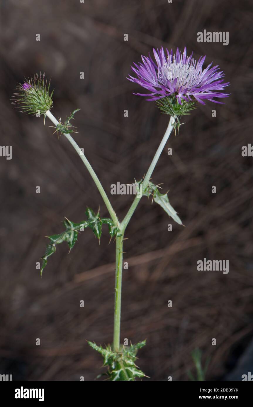 Germoglio e testa di fiore di tistola di latte viola Galactites tomentosa. Pajonales. Riserva naturale integrale di Inagua. Tejeda. Gran Canaria. Isole Canarie. S Foto Stock