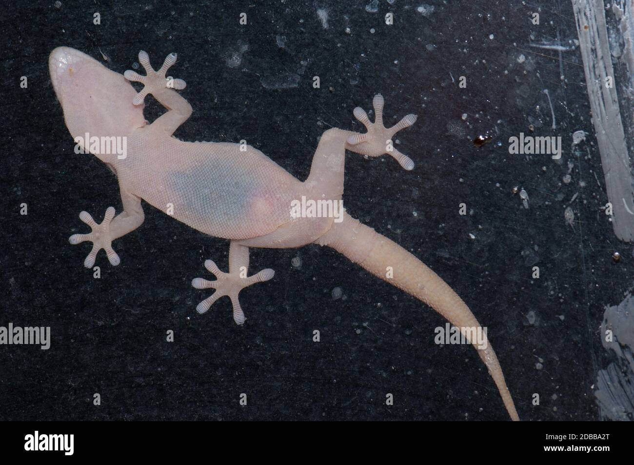 Il muro di Boettger gecko Tarentola boettgeri su una finestra pane. Cruz de Pajonales. Tejeda. Gran Canaria. Isole Canarie. Spagna. Foto Stock