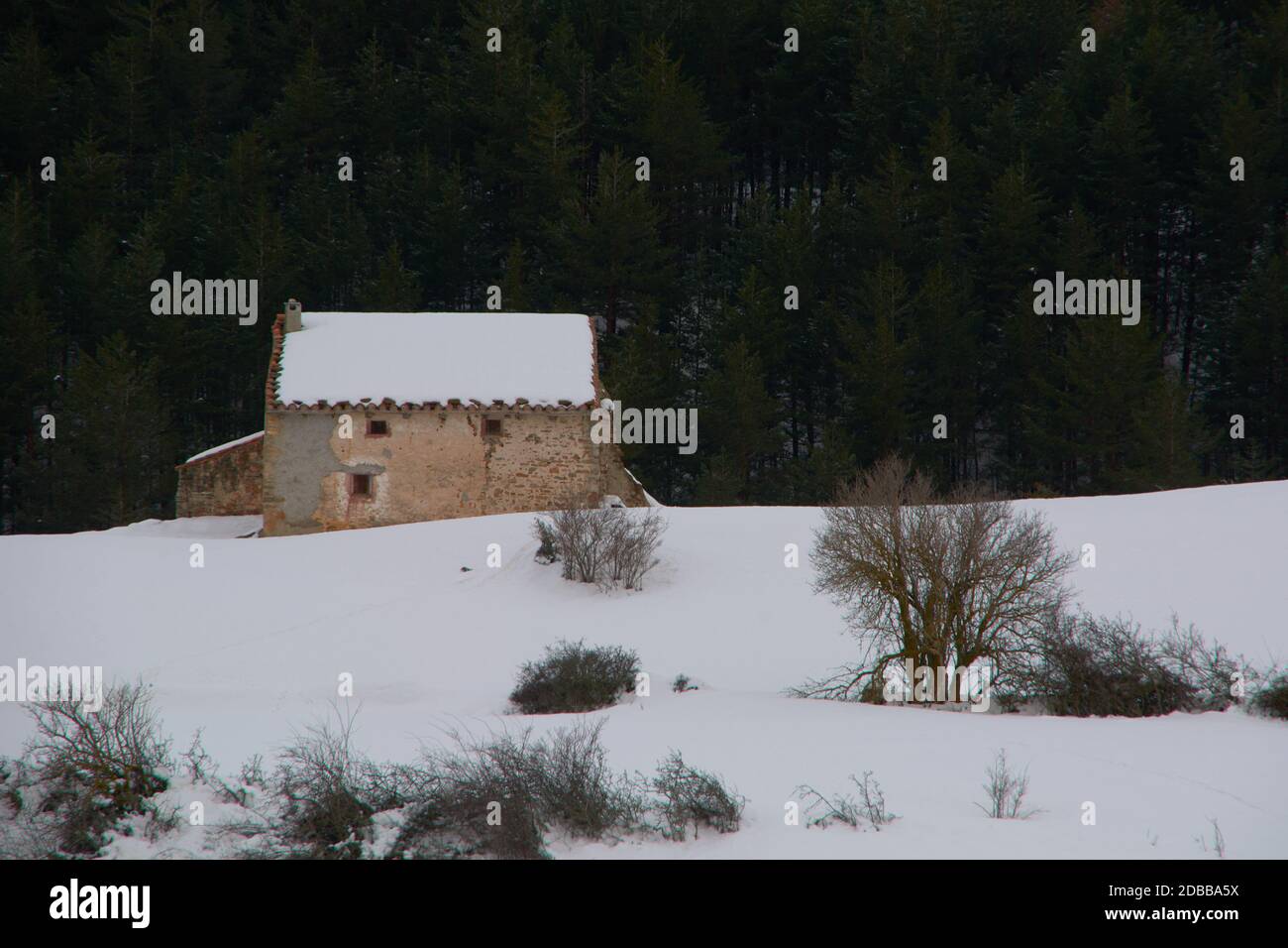Neve e freddo paesaggio di foresta di montagna. Solitudine e tranquillità Foto Stock