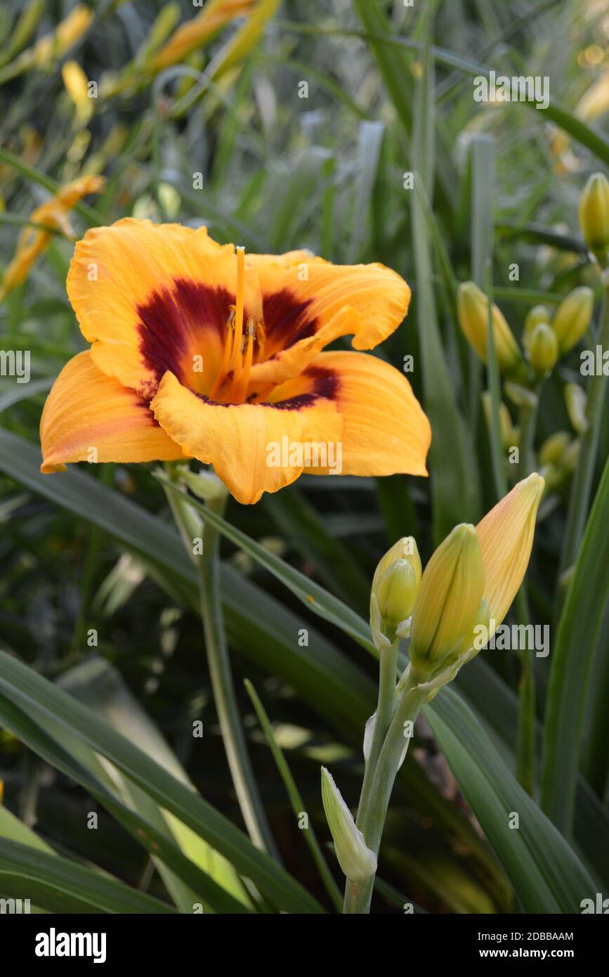 Daylily Foto Stock