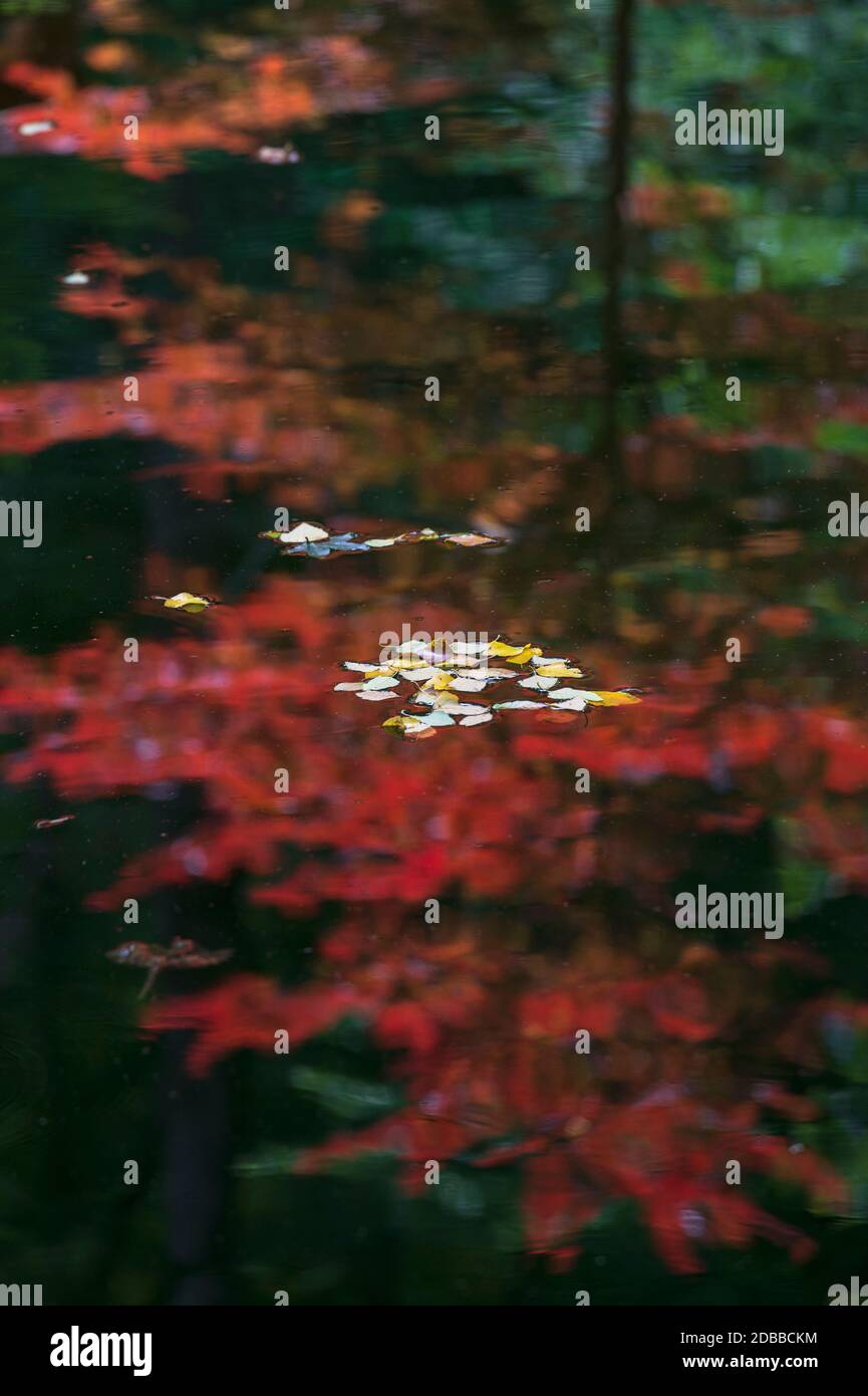 LE FOGLIE GALLEGGIANO SUL RIFLESSO COLORATO A POND, GA, USA Foto Stock