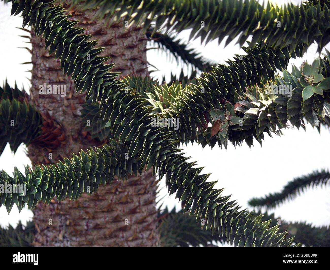 albero con foglie incallanti Foto Stock