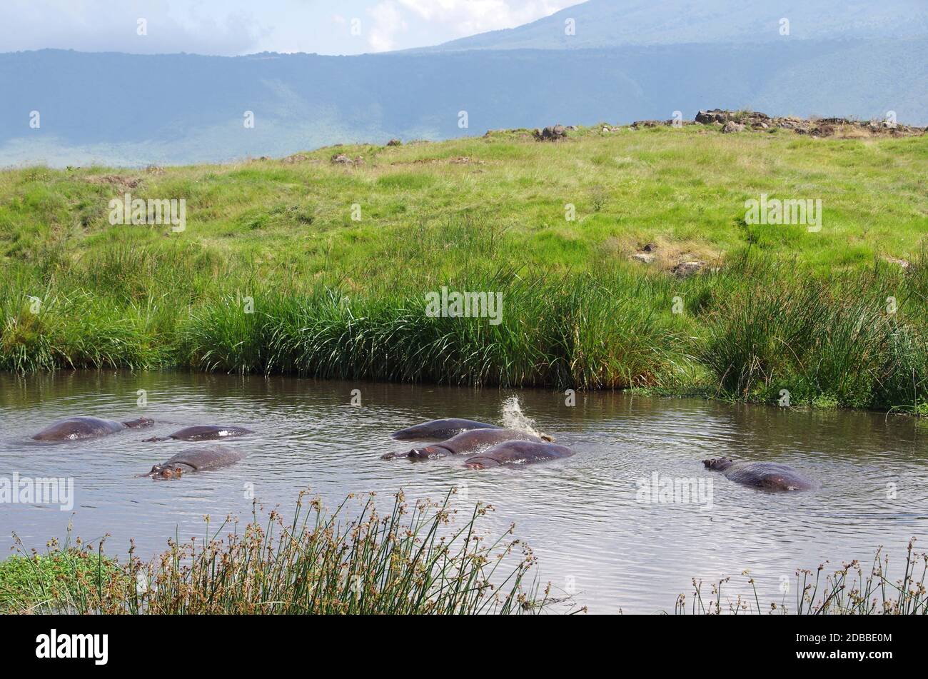 Piscina di ippopotamo nel cratere di Ngorongoro in Tanzania Foto Stock