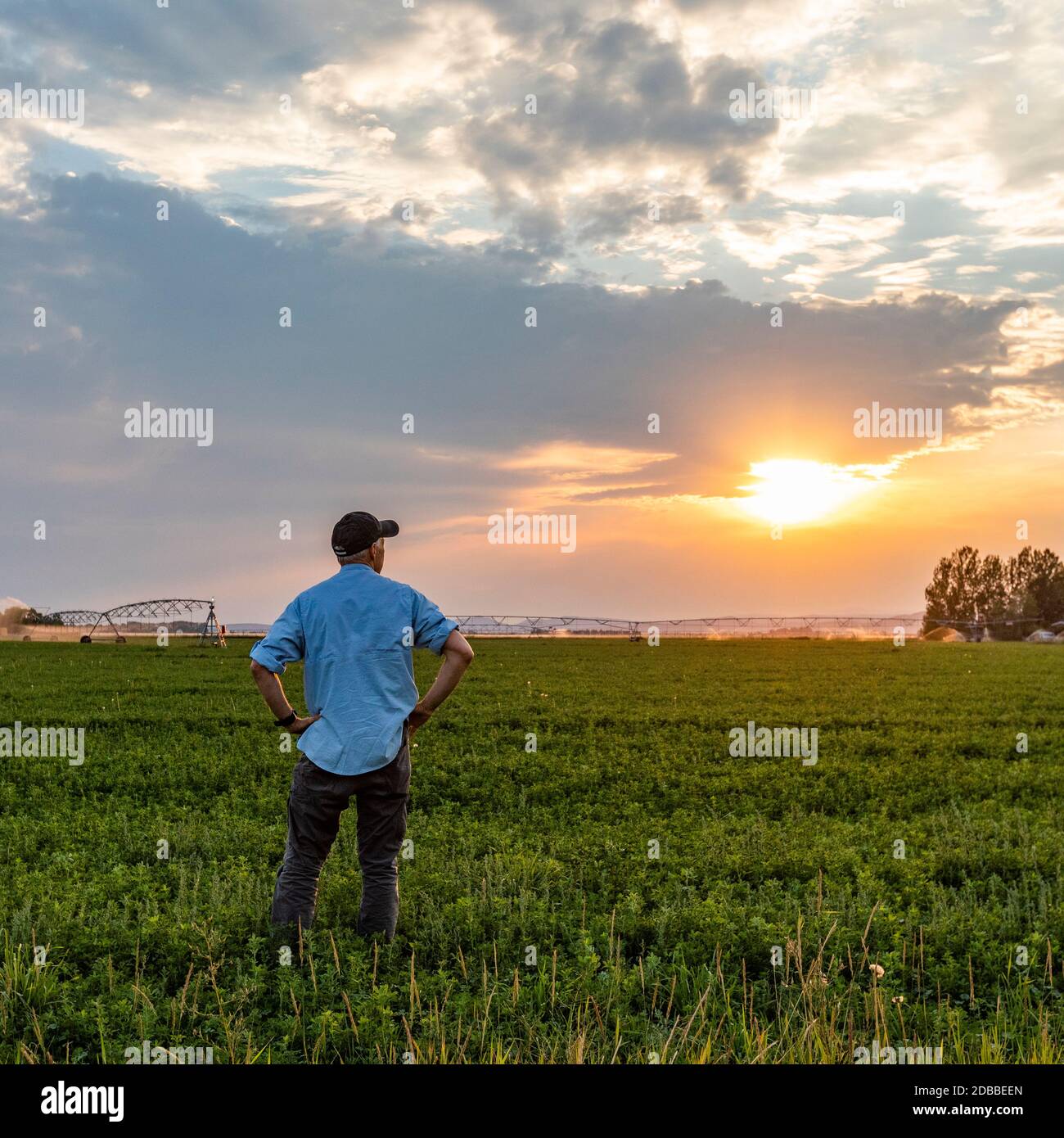 USA, Idaho, Bellevue, uomo in campo al tramonto Foto Stock