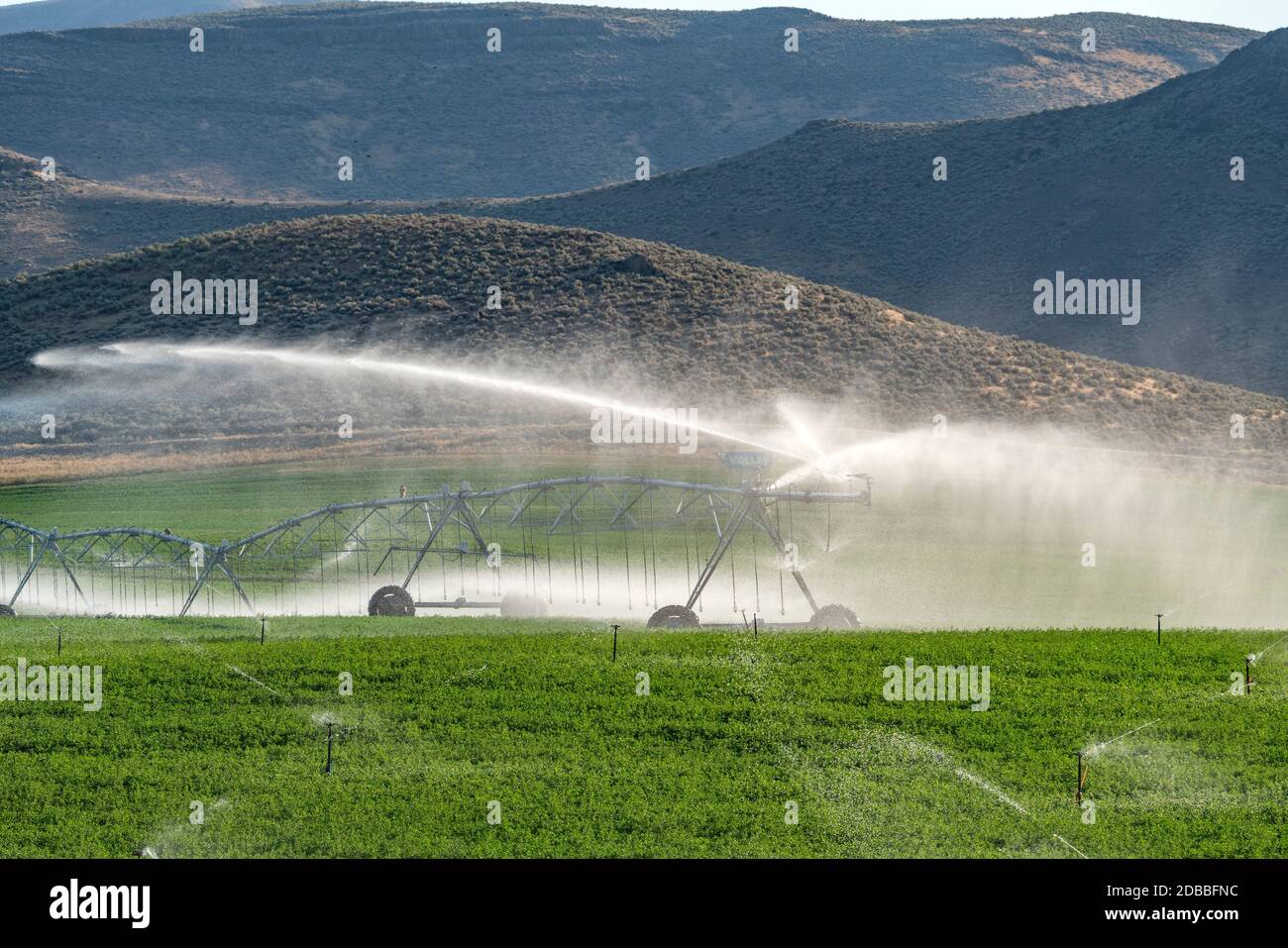 USA, Idaho, Bellevue, sistema di irrigazione a perno centrale che spruzzano acqua nel campo Foto Stock