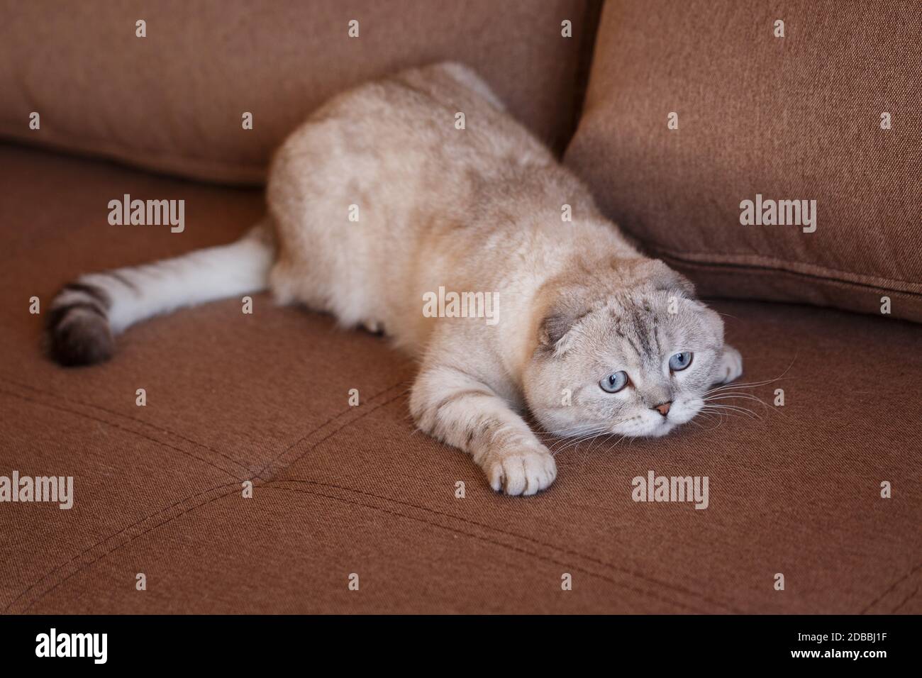 Un gatto di pieghe scozzesi è adagiato sul letto. Un gatto bello e giocoso sta per attaccare. Foto carina. Foto Stock