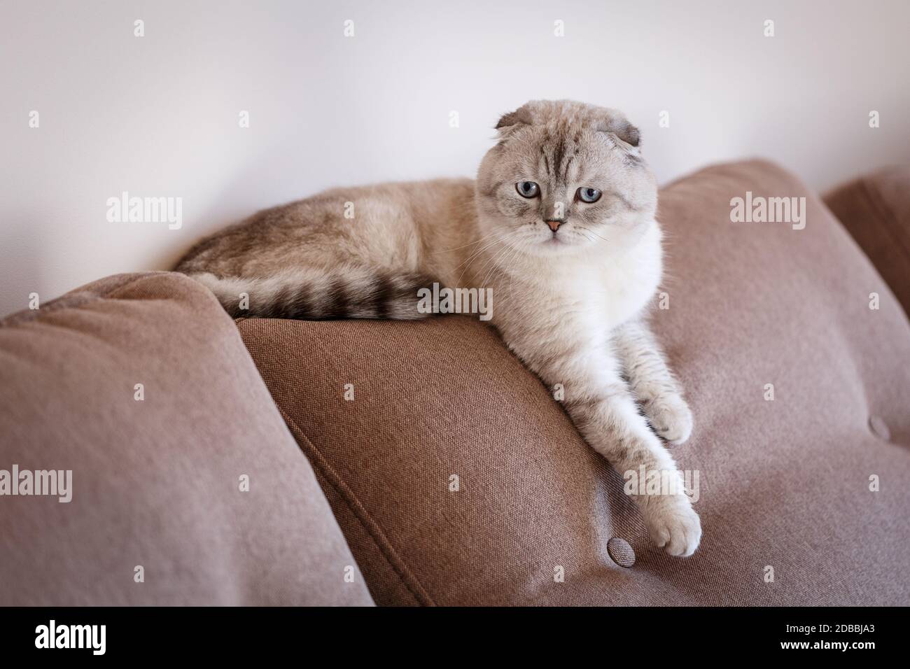 Gatto grigio chiaro si trova su un divano in una stanza con una seria espressione. Non guardare la fotocamera. Foto Stock