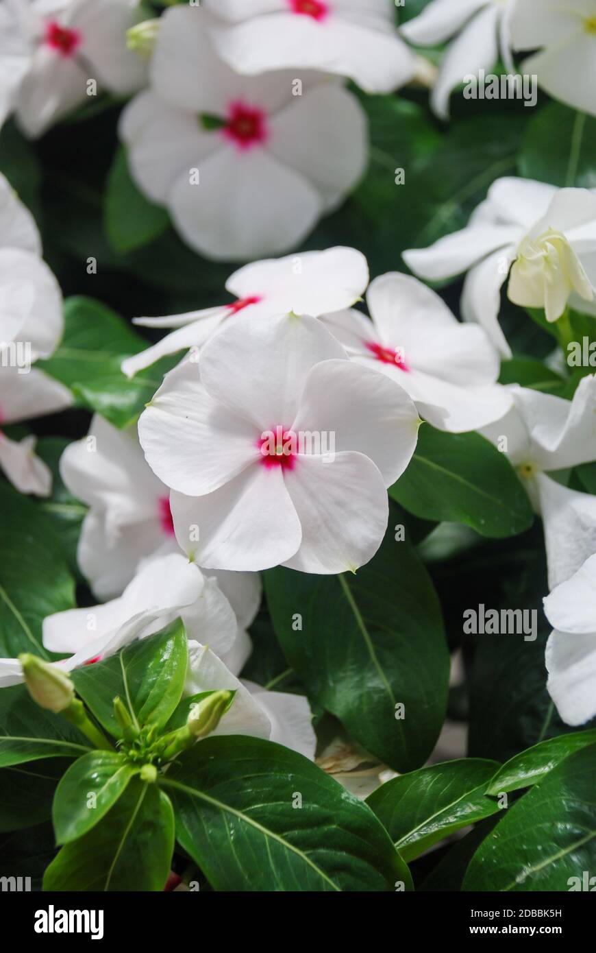 fiori di vinca fogliame, fiori di vinca bianco (perivinkle del madagascar),  vinca in vaso Foto stock - Alamy