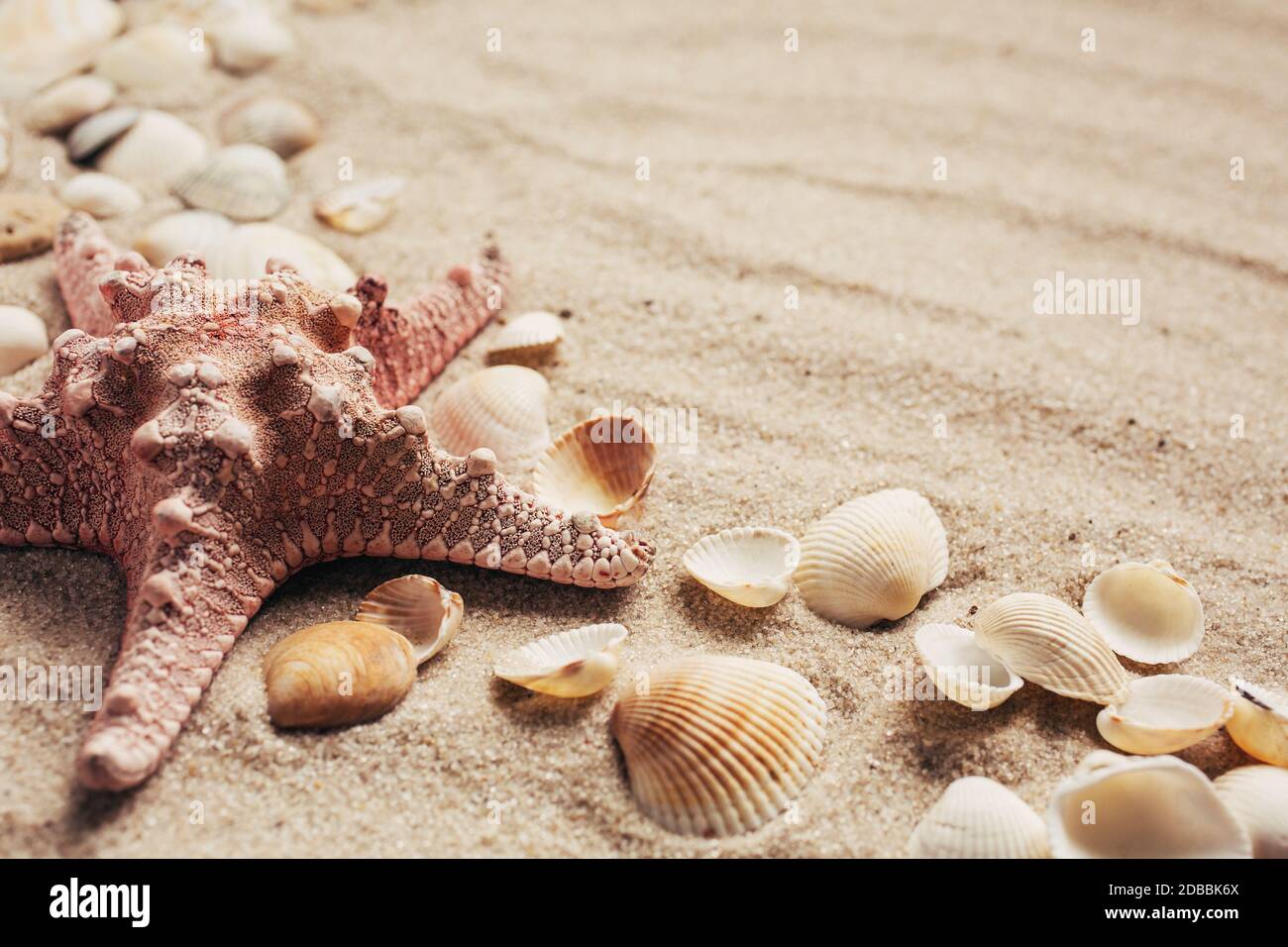 Spiaggia e sfondo estivo - primo piano di stelle marine e conchiglie su sfondo di sabbia Foto Stock