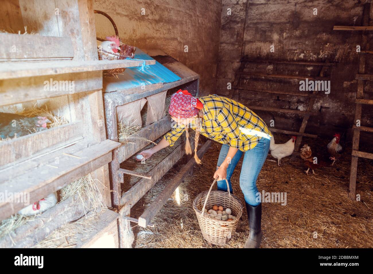 Ampio colpo di donna famer nel henhouse raccogliendo uova biologiche Foto Stock