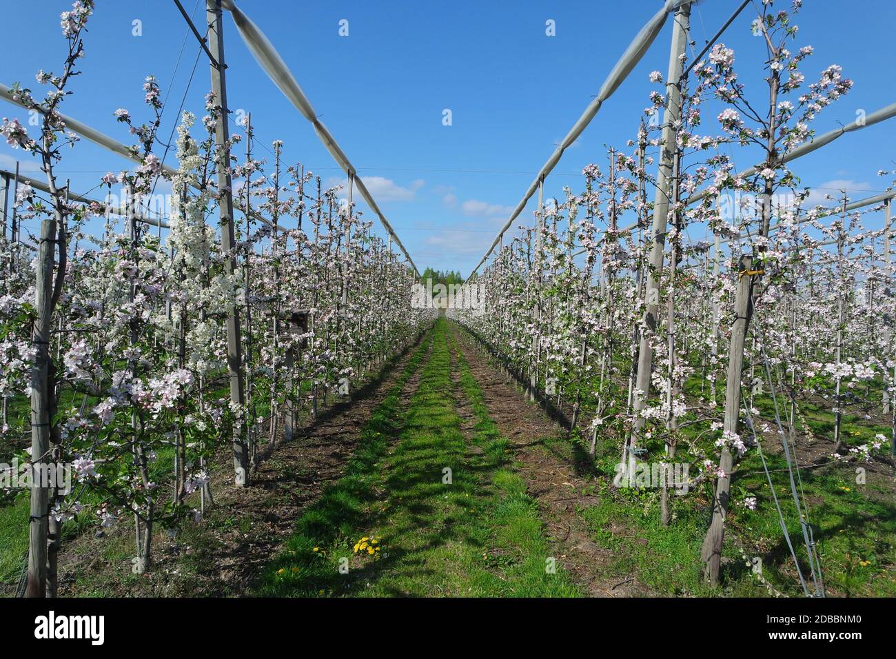 La fioritura degli alberi di Apple Foto Stock
