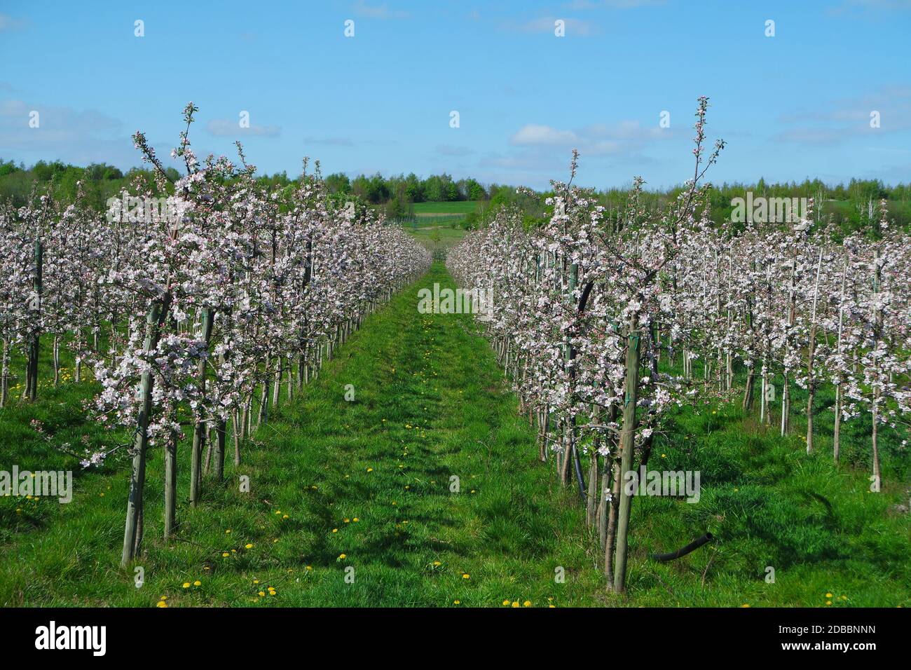 La fioritura degli alberi di Apple Foto Stock