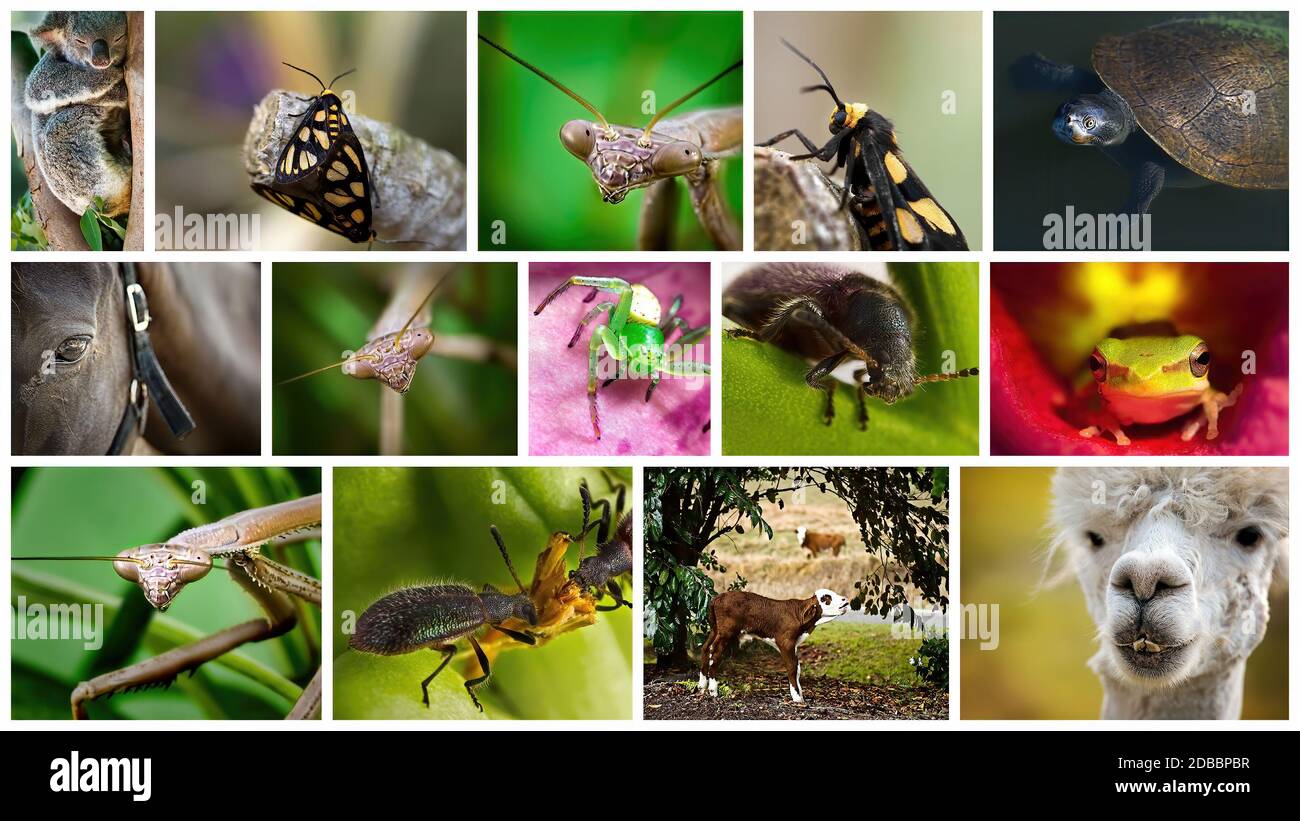 Collage di quattordici immagini vicino di animali australiani e. fauna selvatica Foto Stock