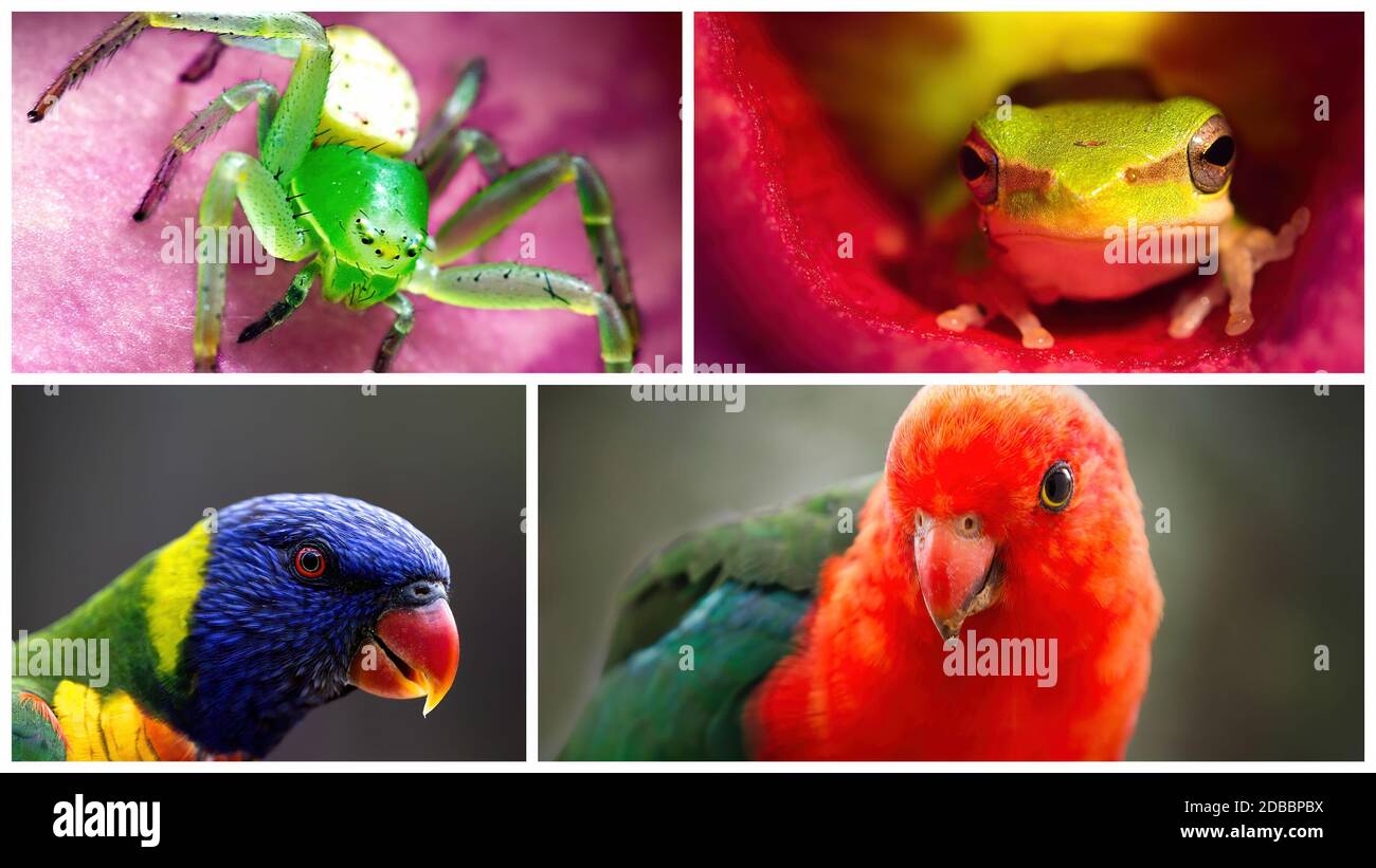 Collage di quattro fauna australiana primo piano macro ritratti, ragno, rana di alberi, pappagallo arcobaleno e pappagallo re Foto Stock