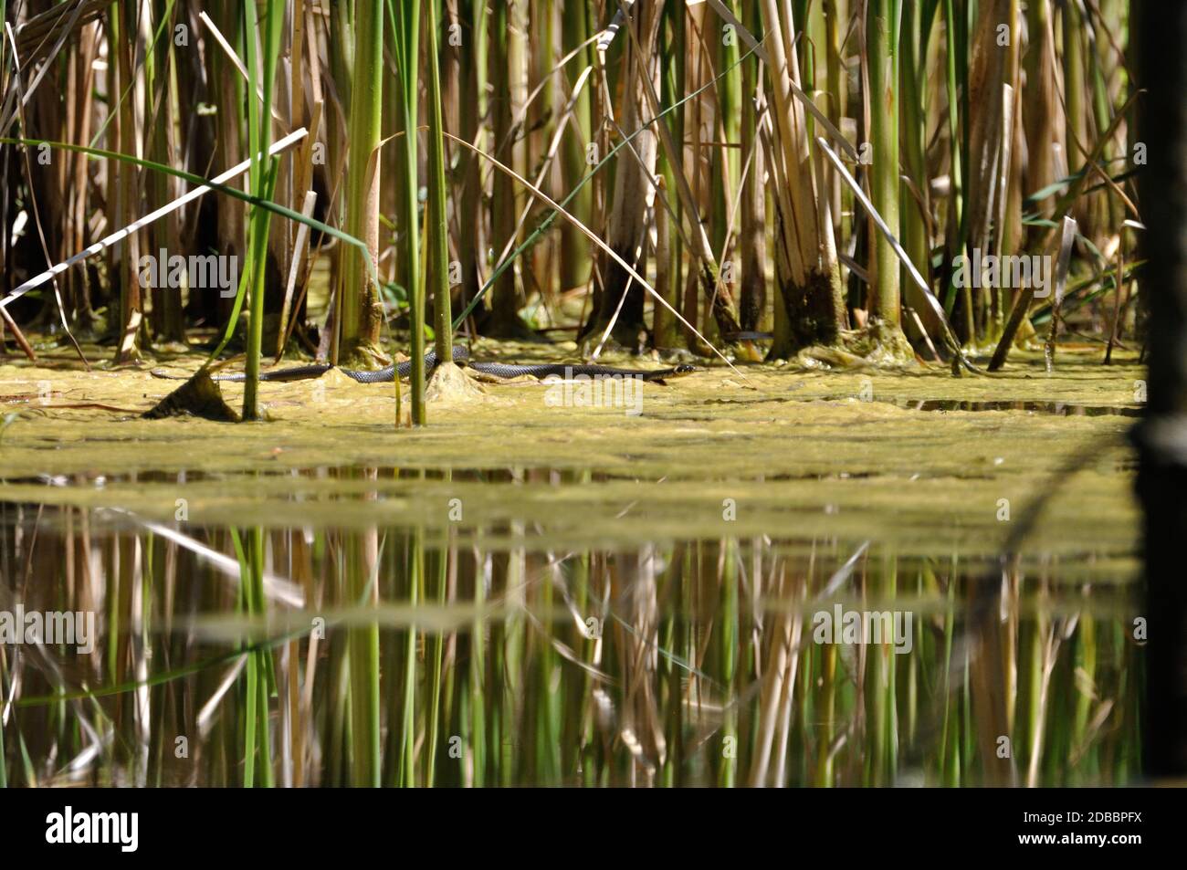 Am Ruheforst in Strausberg (Brandeburgo) gab es 2017 noch ein Gewässer mit Ringelnattern (Natrix natrix) - nella foresta di riposo a Strausberg (Brande Foto Stock