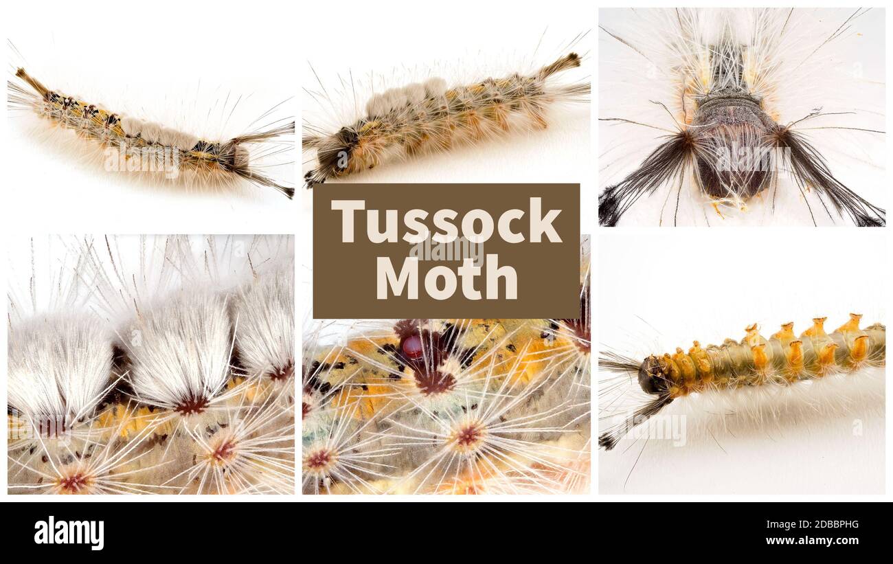 Collage di sei macro immagini della Tussock Moth on uno sfondo bianco Foto Stock