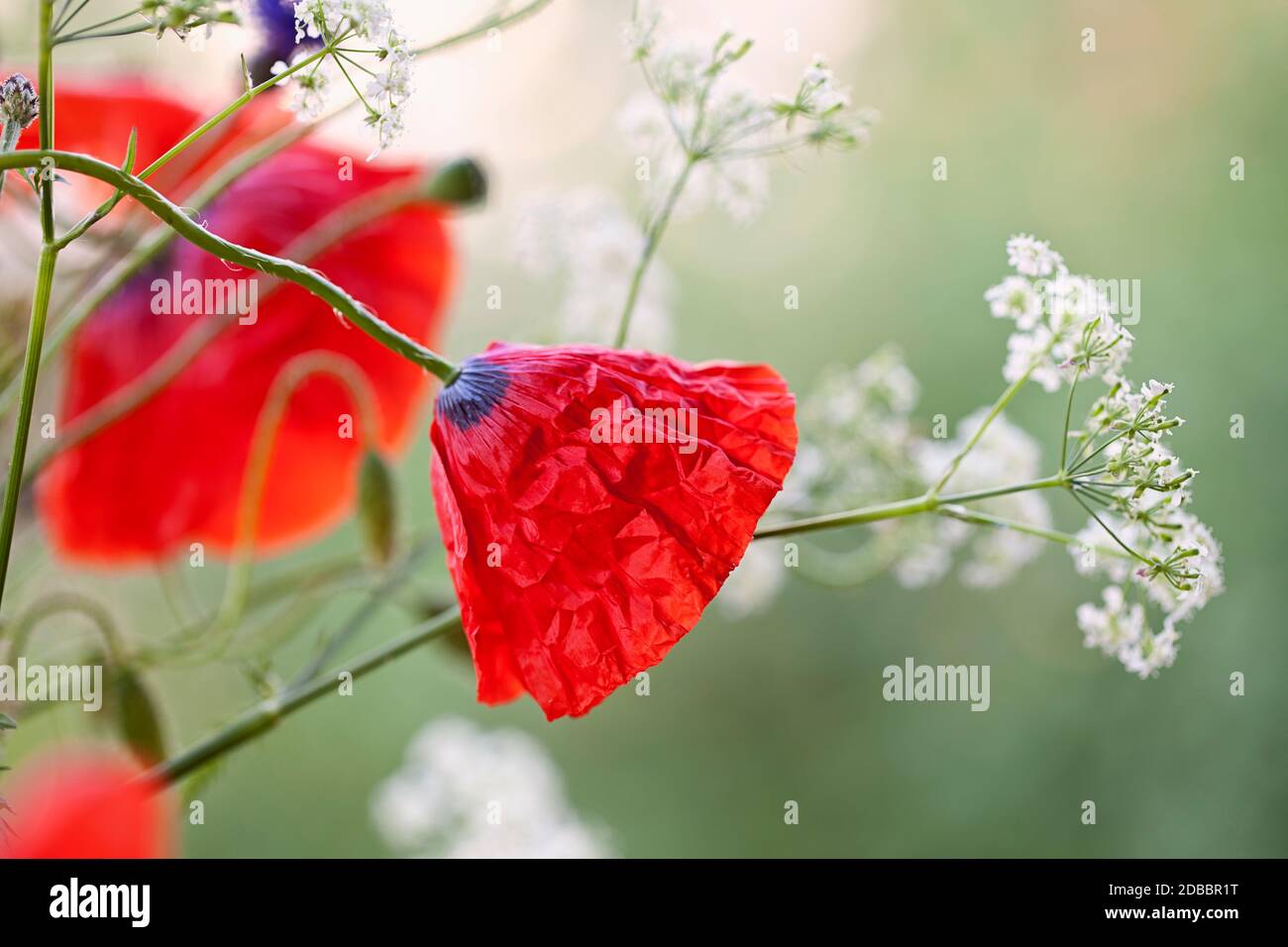 Delicati fiori di papavero rosso e prezzemolo in morbida luce estiva, perfetti per un biglietto d'auguri, una borsa regalo o un'immagine del calendario Foto Stock