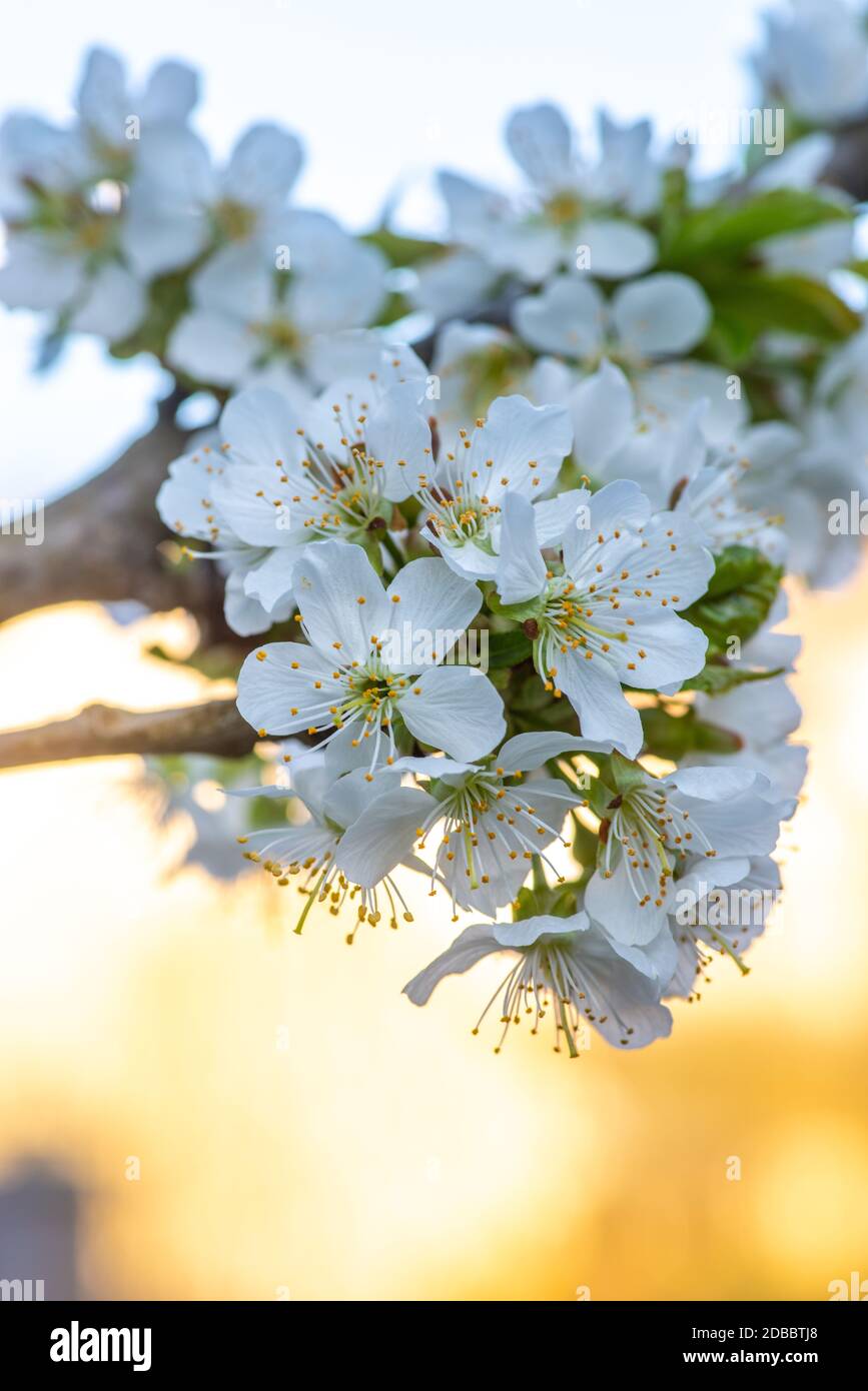 Fiori di ciliegio bianco in giardino Foto Stock