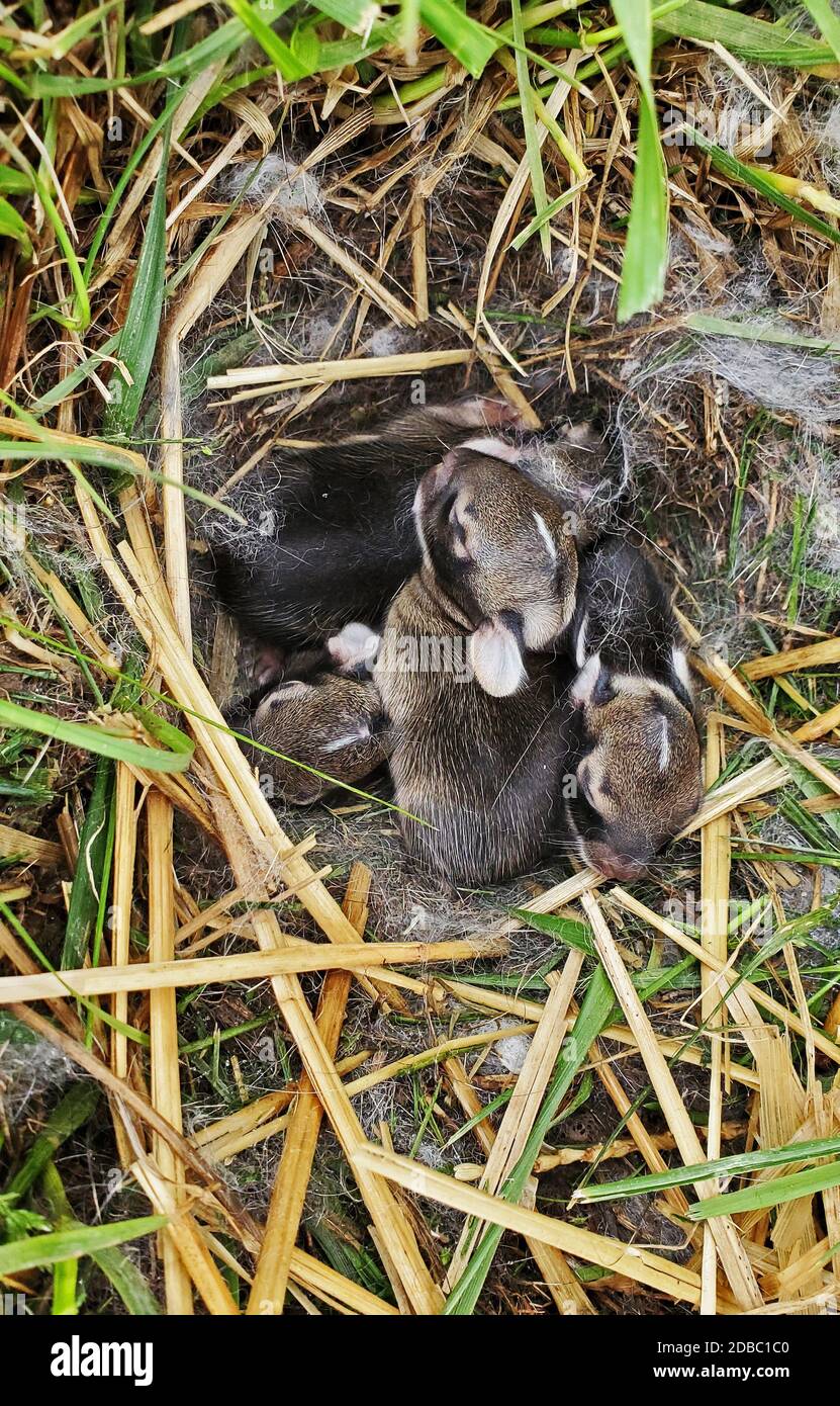 Nido di conigli selvatici di Newborn Foto stock - Alamy