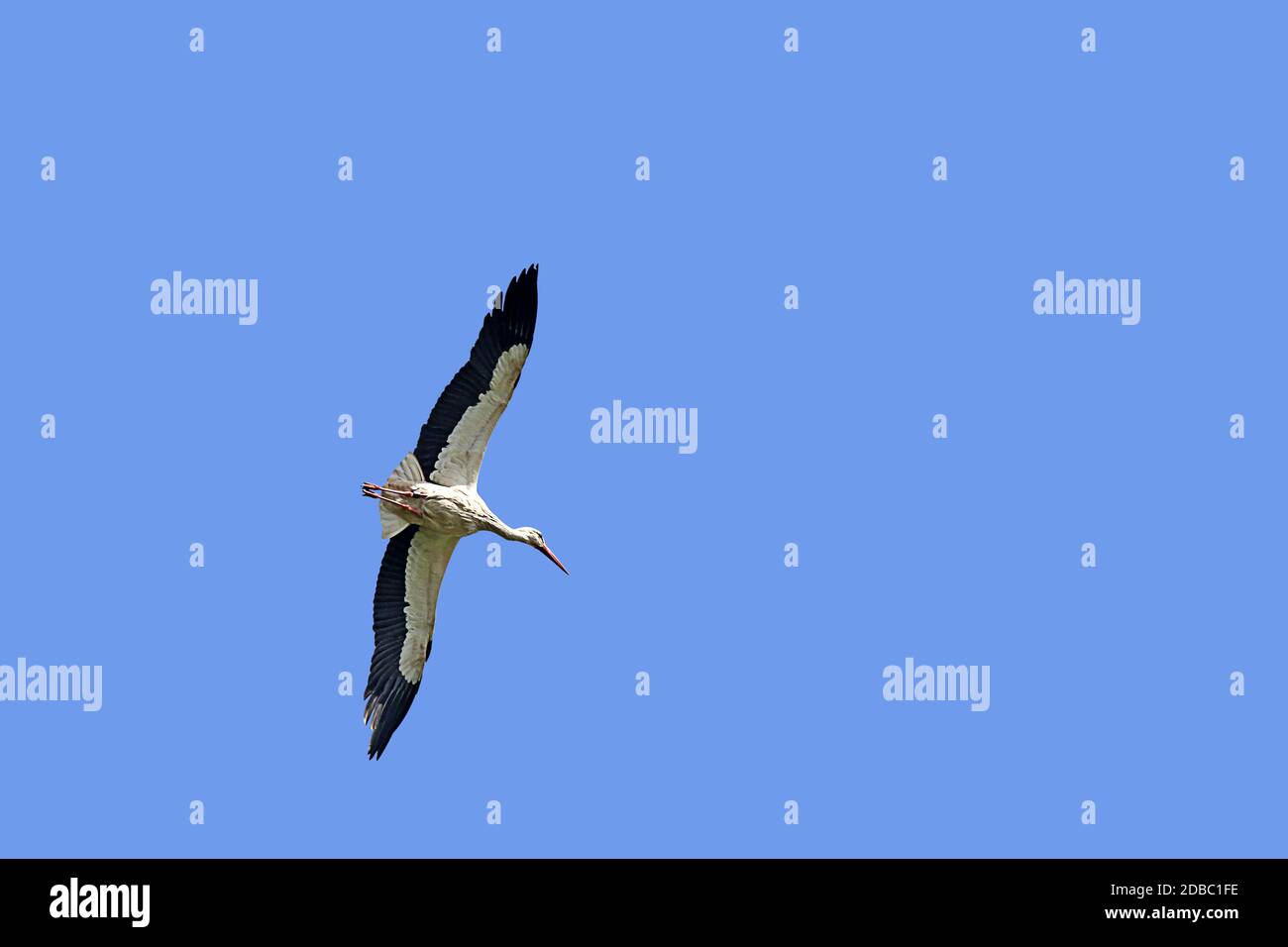Cicogna bianca Ciconia ciconia in volo Foto Stock