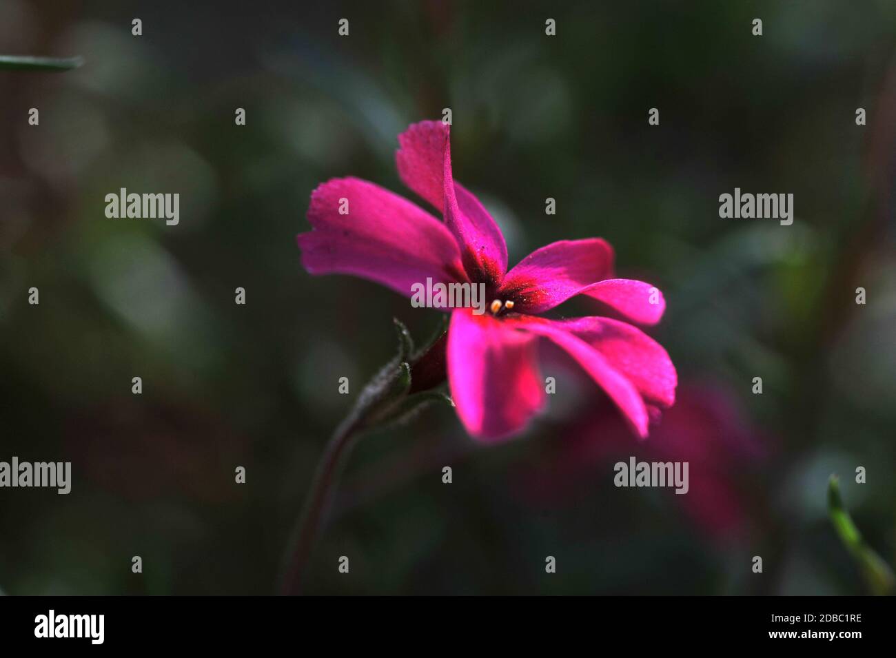 Phlox Foto Stock