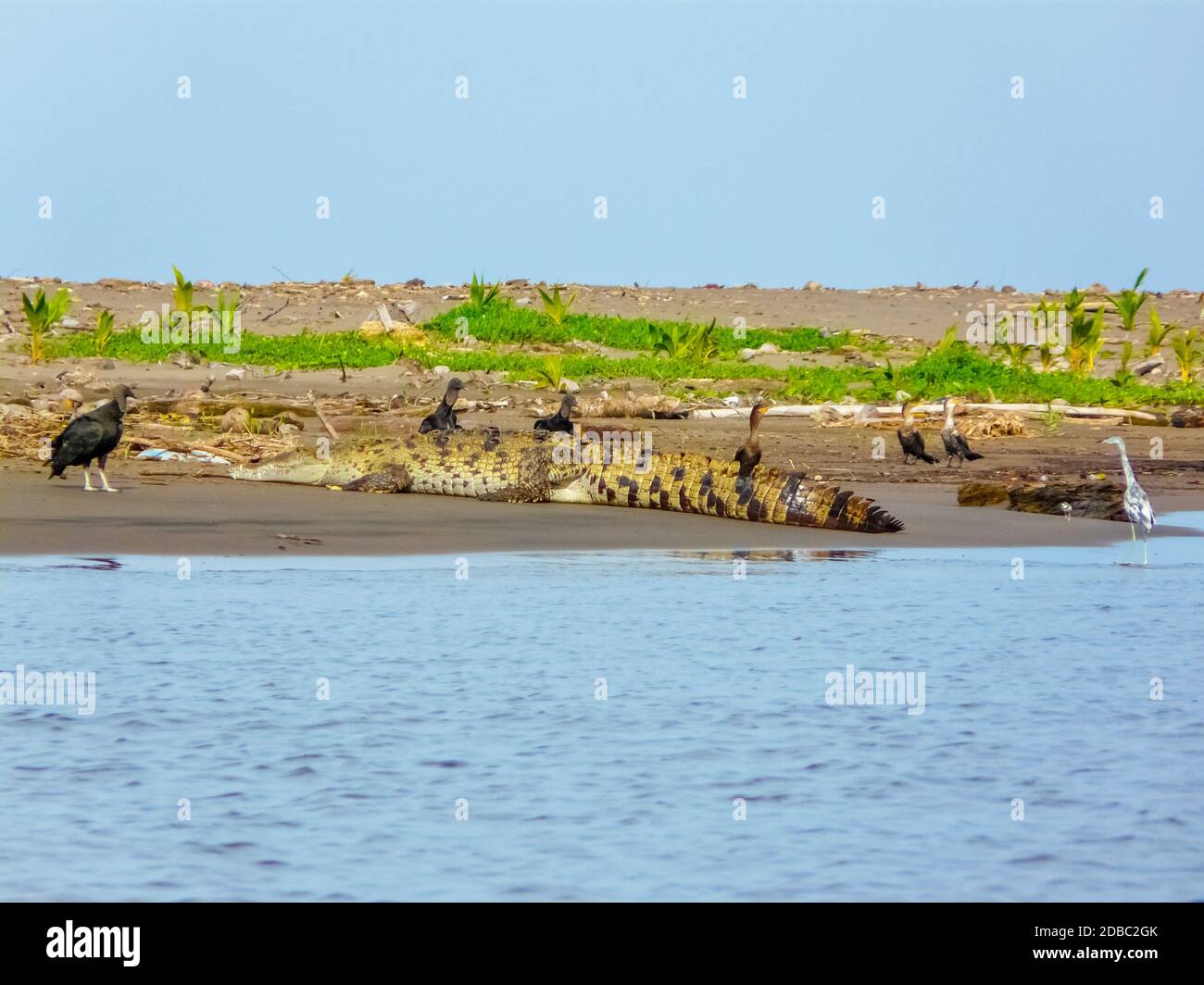 Parco Nazionale di Tortuguero, Limon, Costa Rica Foto Stock