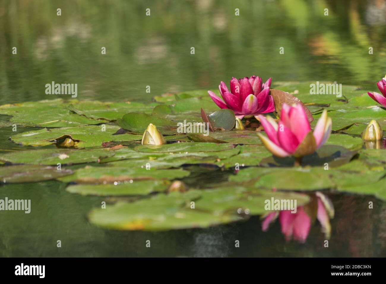 Sfondo: ninfea con riflessione speculare Foto Stock