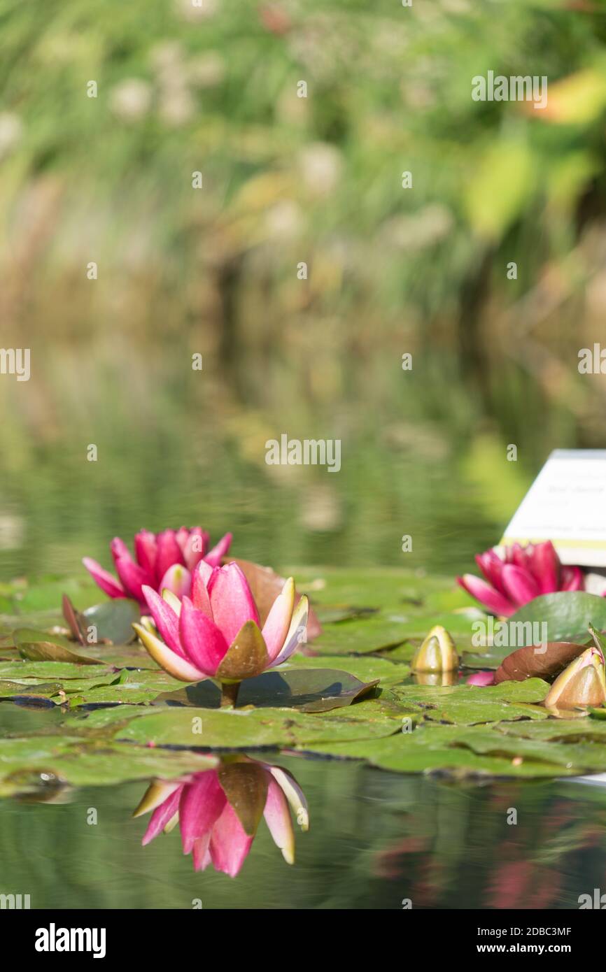 Sfondo: ninfea con riflessione speculare Foto Stock