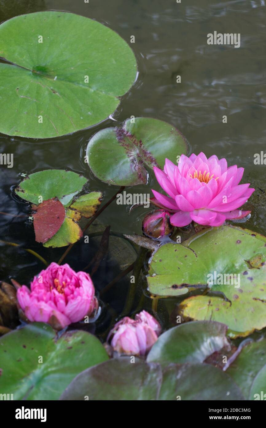 Sfondo: Giglio d'acqua rosa nel lago Foto Stock