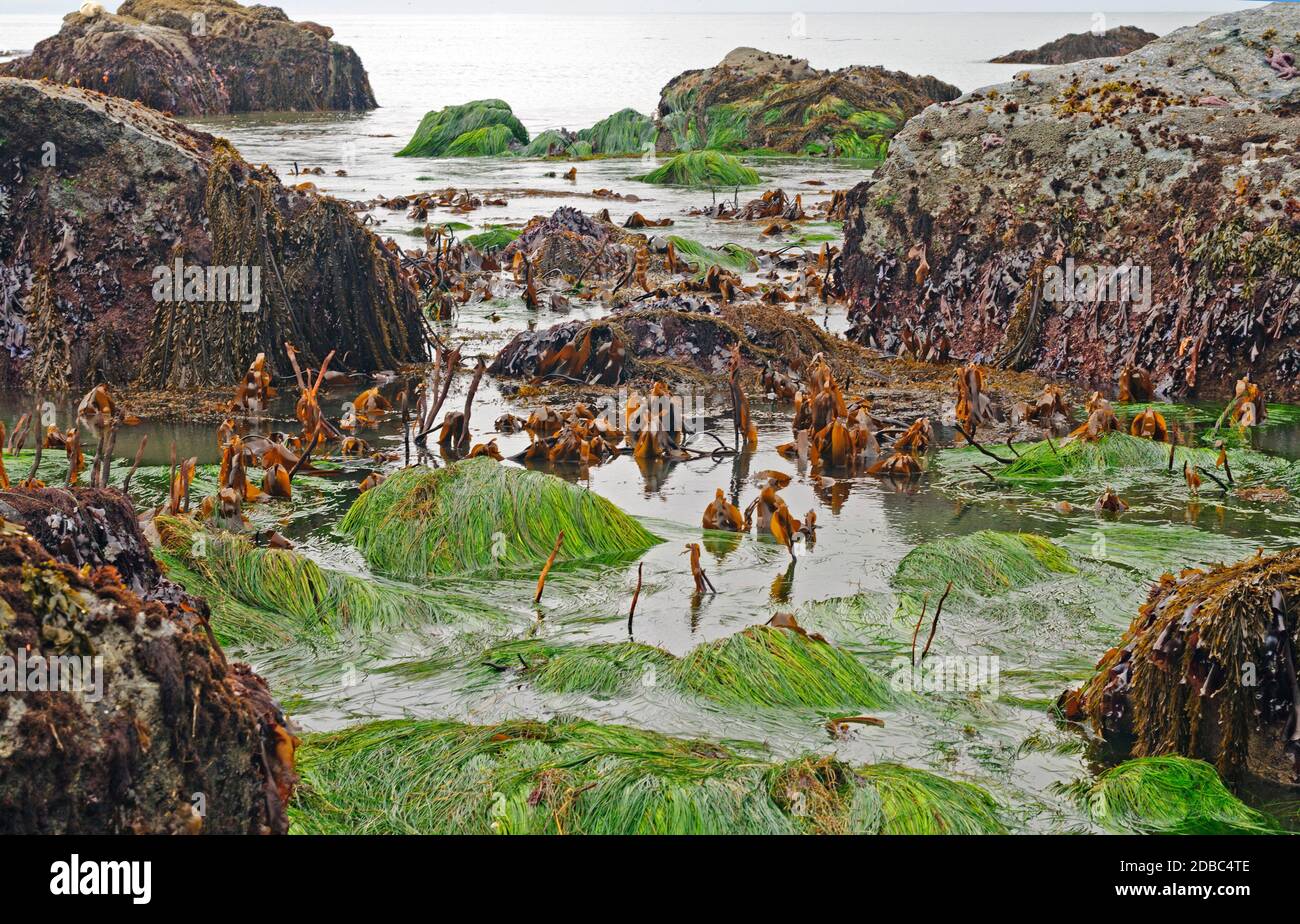 Erbacce e erbe marine colorate a bassa marea nella baia di Trnidad vicino a Trinidad, California Foto Stock