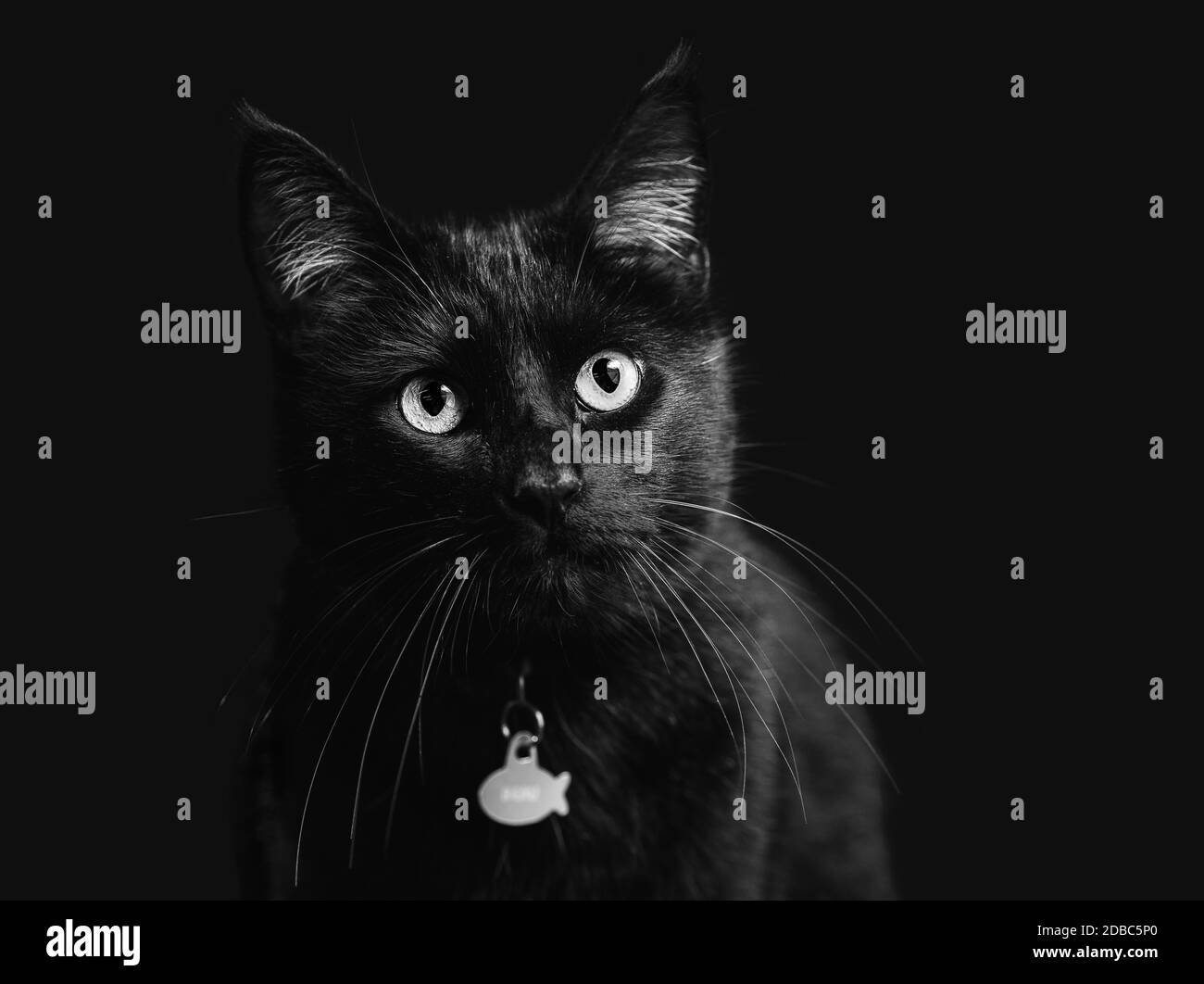 Ritratto di gatto nero, scatto in studio con sfondo nero, spazio copia Foto Stock