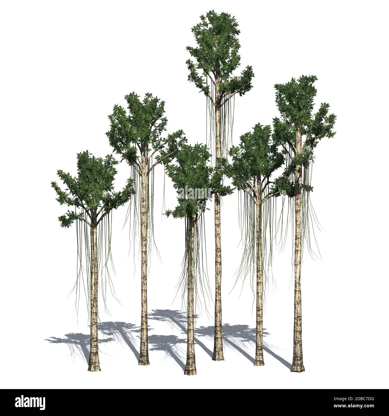 Alberi di agarwood con ombra sul pavimento Foto Stock