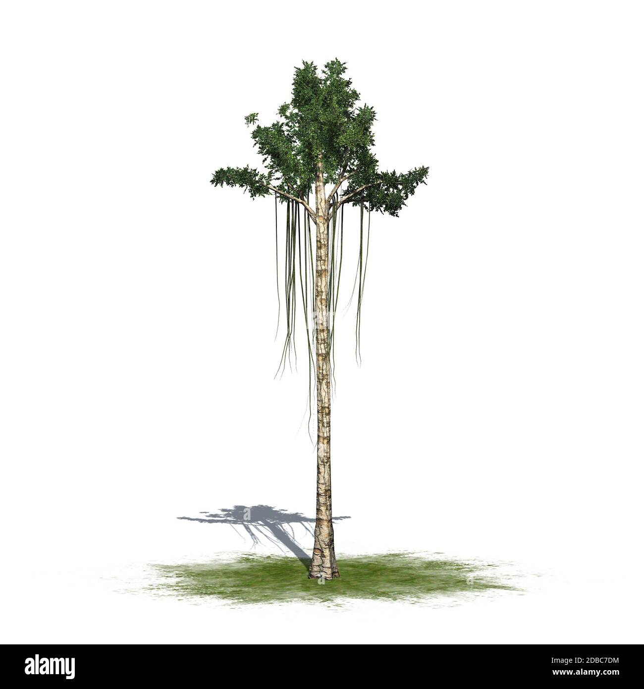 Albero di agarwood con ombra su un'area verde Foto Stock