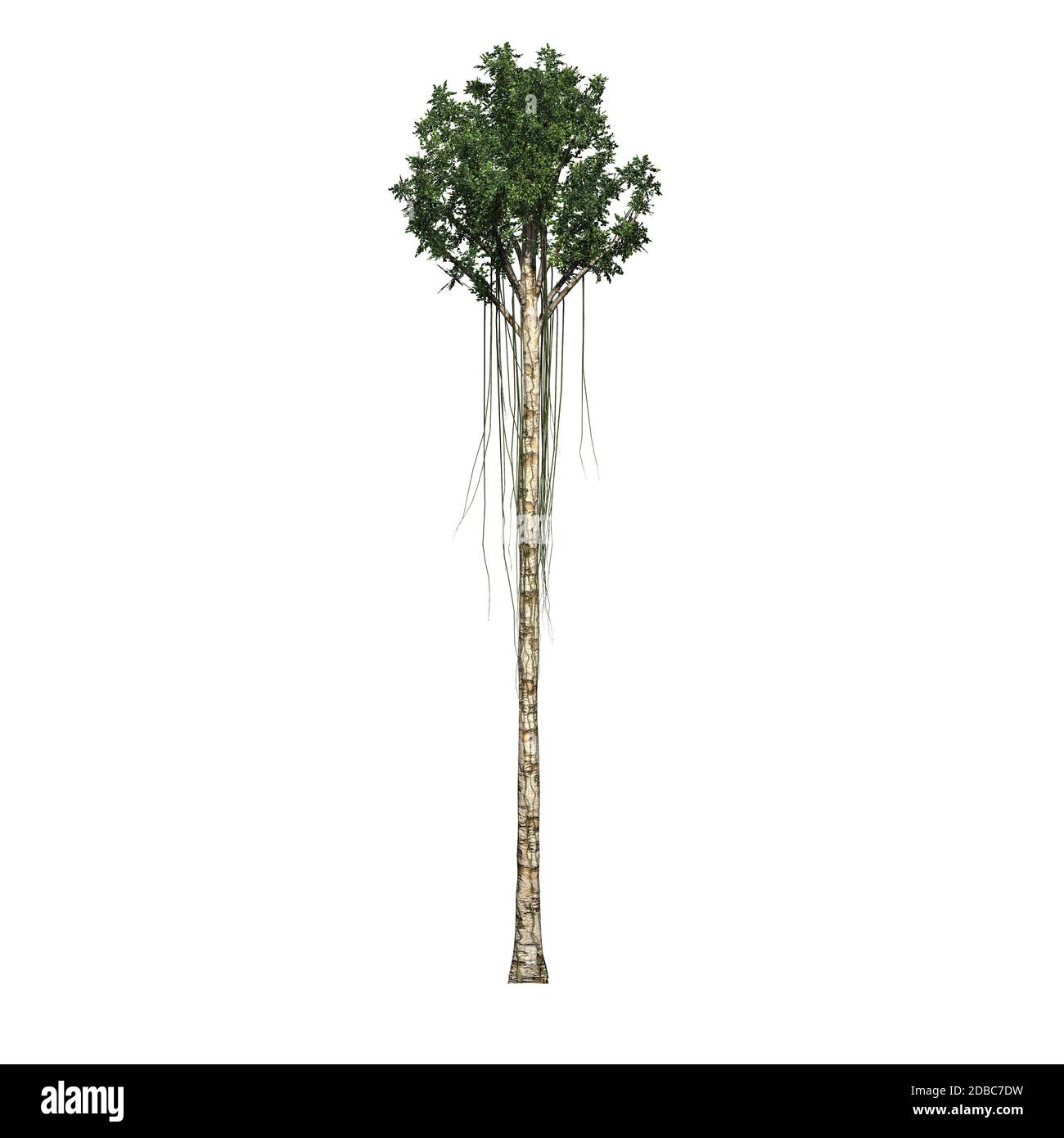 Albero di agarwood singolo Foto Stock