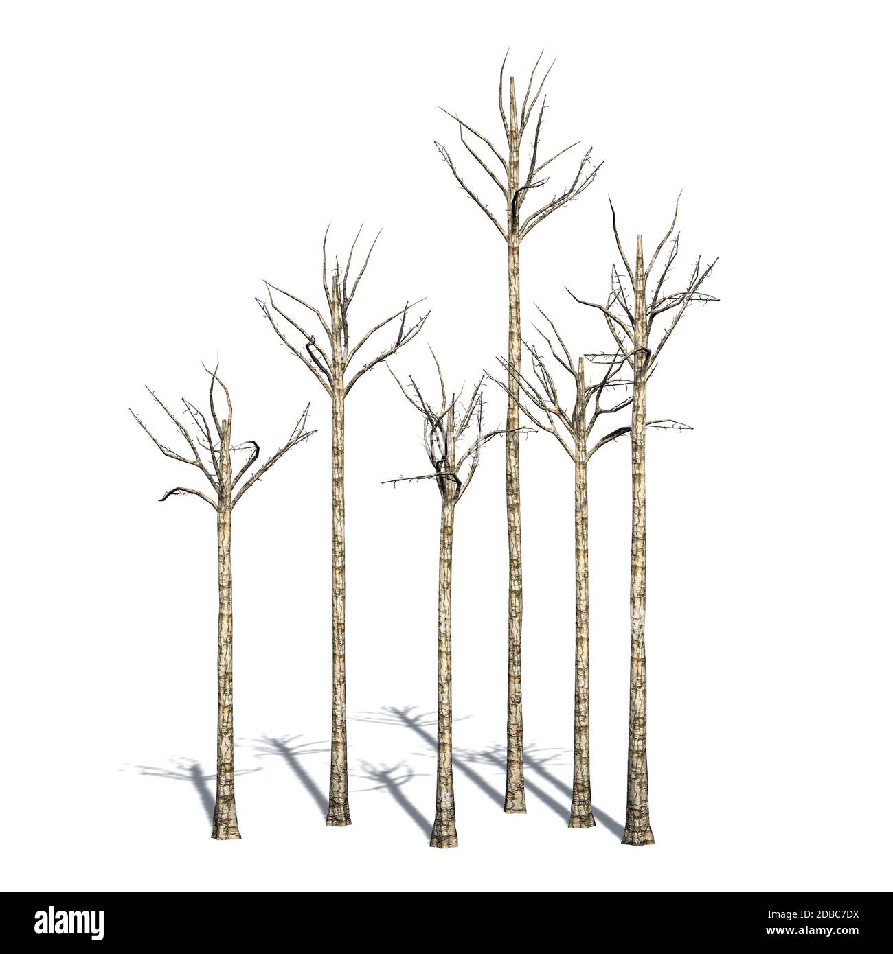 Alberi di agarwood in inverno con ombra sul pavimento Foto Stock