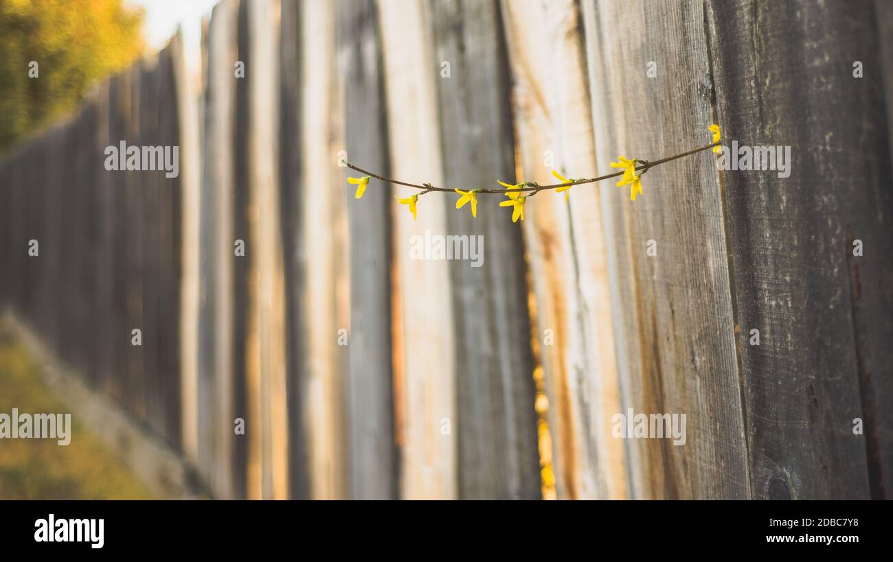 Ramoscello di fiori gialli che si snodano attraverso recinzione in legno, concetto di resilienza Foto Stock