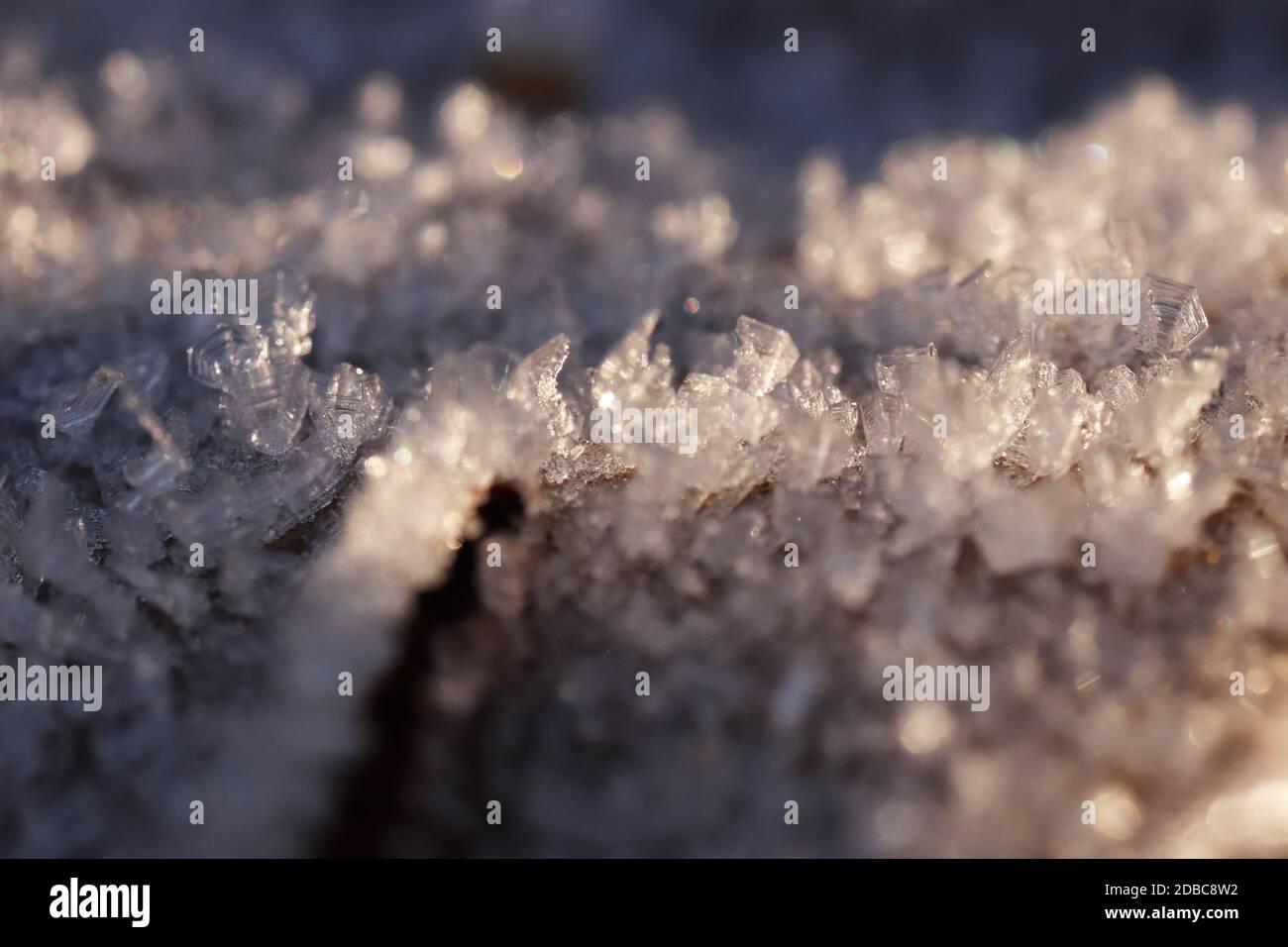 Grana superficie foglia smerigliata. Ghiaccio frost su Forest mattina. Naturale motivo floreale sfondo. Chiusura macro. Foto Stock