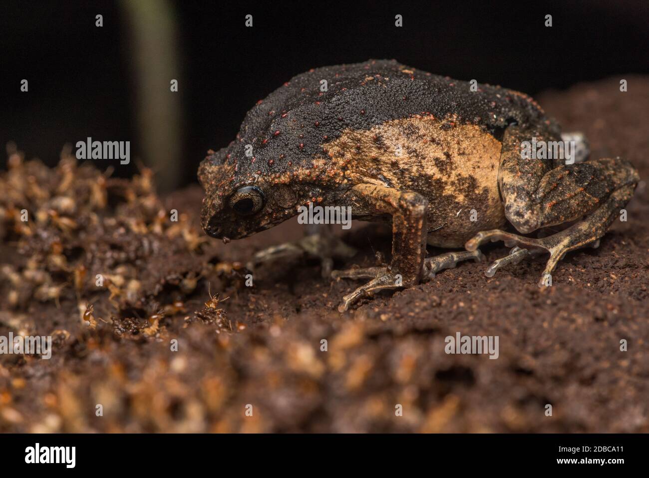 Una rana nana di peters (Enginstomops petersi) che siede in cima a un nido di termiti a caccia dei termiti nel Parco Nazionale di Yasuni, Ecuador. Foto Stock