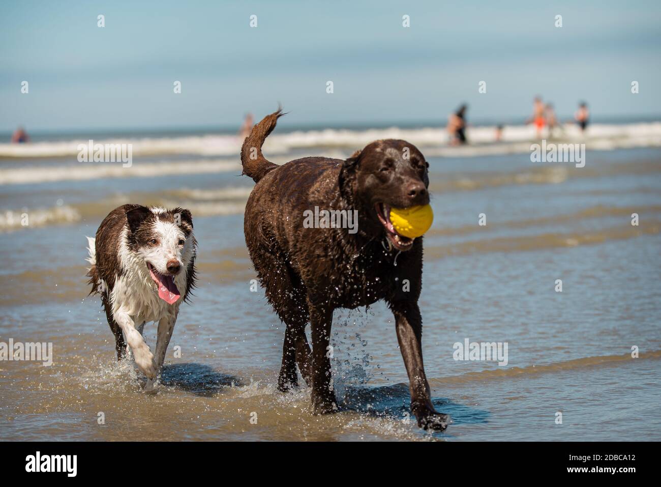 Giovane cioccolato labrador Retriever e anziani di bordo collie cani Foto Stock
