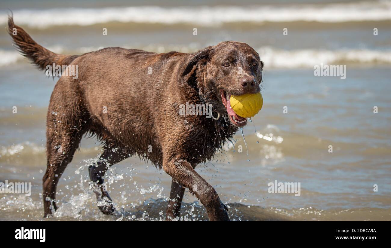 Candida closeup ritratto di Chocolate Lab cane che gioca al spiaggia Foto Stock