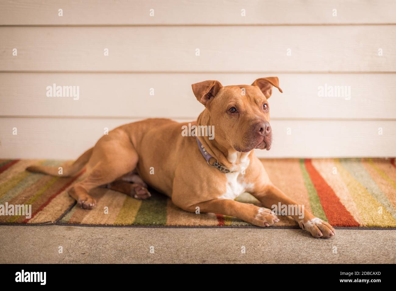 Cucino adottabile del timbull terrier del cane al riparo di salvataggio dell'animale Foto Stock