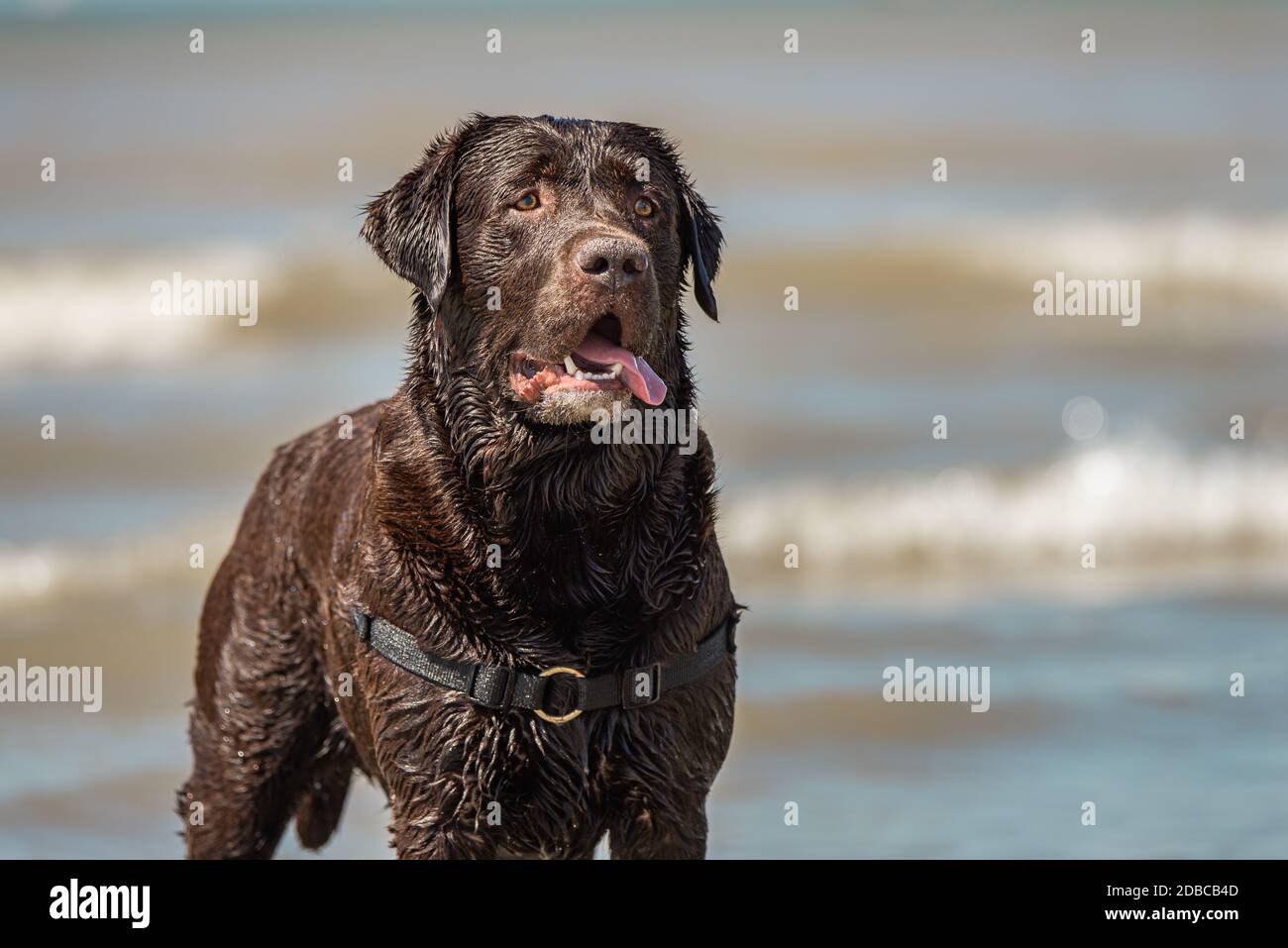 Ritratto all'aperto di labrador al cioccolato sulla spiaggia di Scheveningen, Olanda Foto Stock