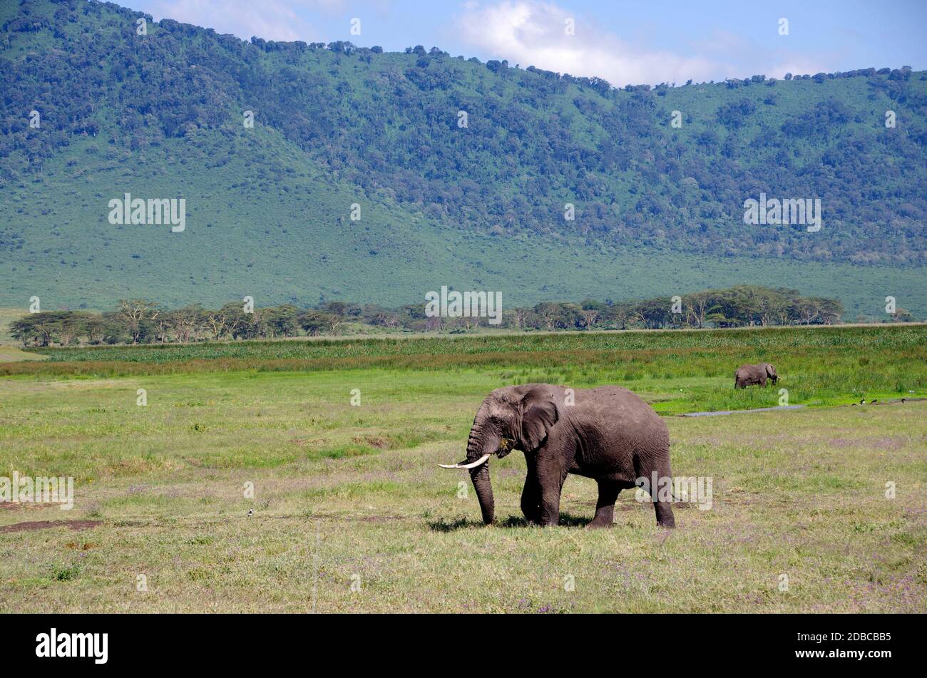 Elefante nel cratere di Ngorongoro in Tanzania Foto Stock
